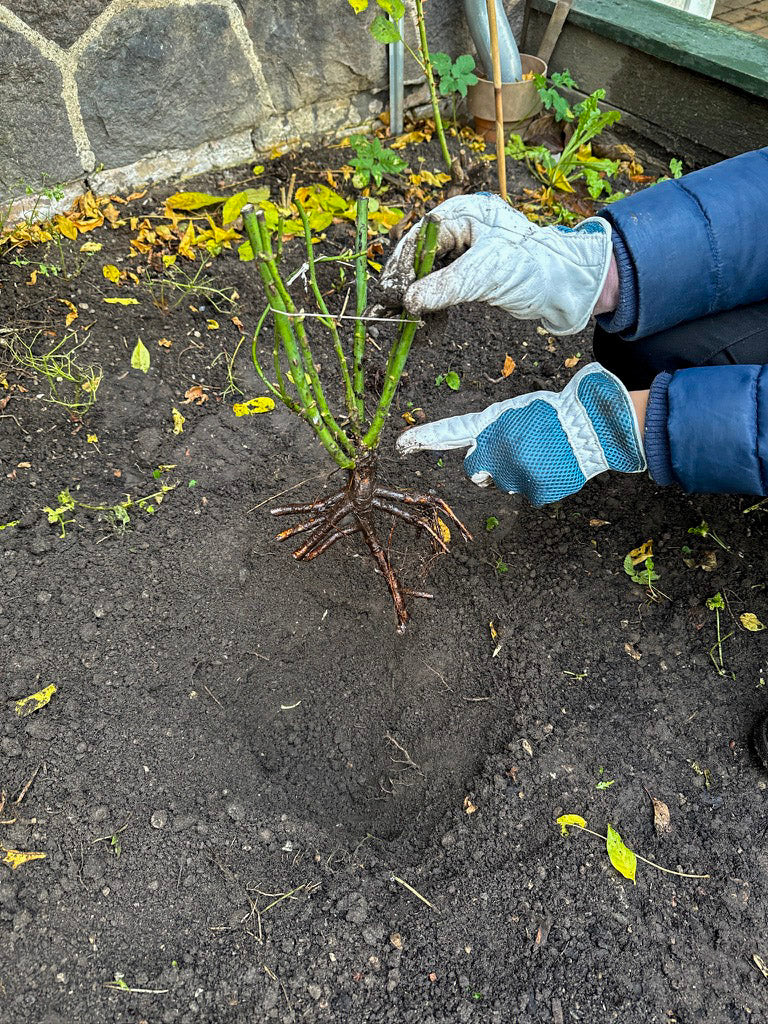 Beskæring af roser - Sådan beskærer du dine roser